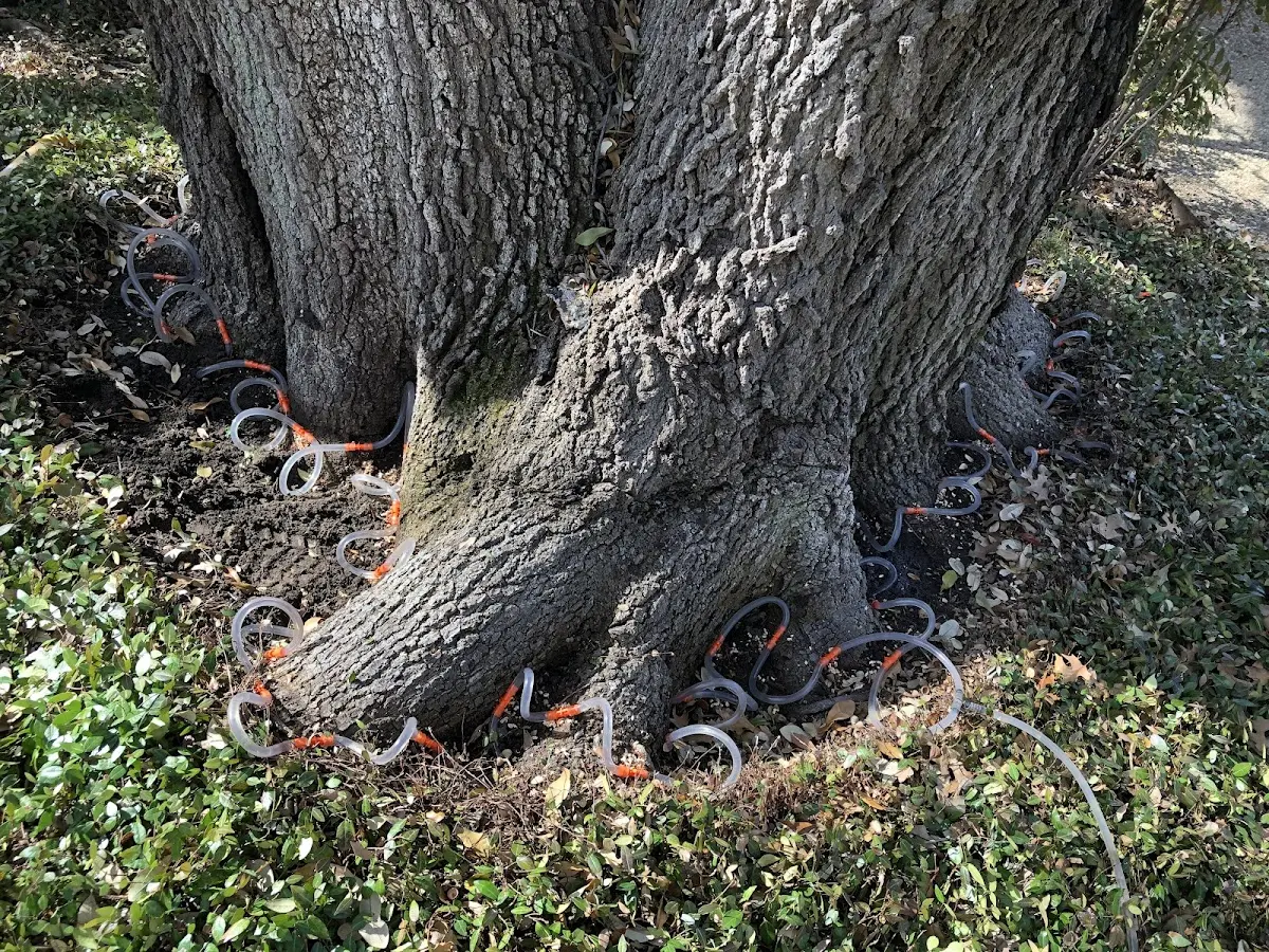Detailed Shrub and Hedge Trimming job site in Bloomer