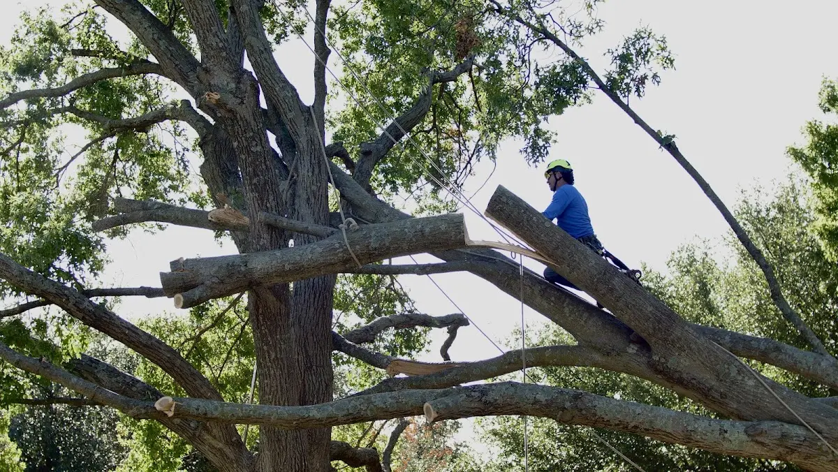 Professional Hazardous Tree Removal performed by certified arborists in Bloomer